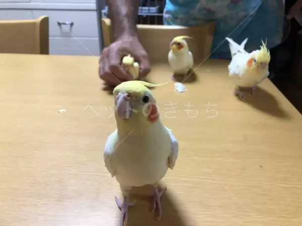 迷子鳥の画像