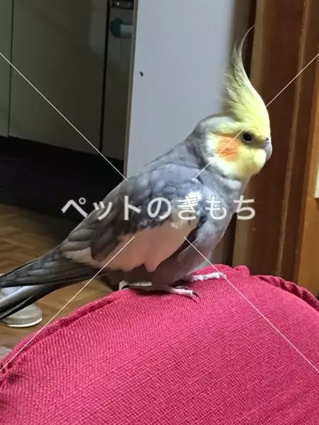 迷子鳥の画像