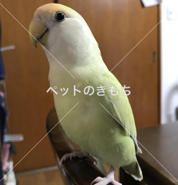 迷子鳥の画像