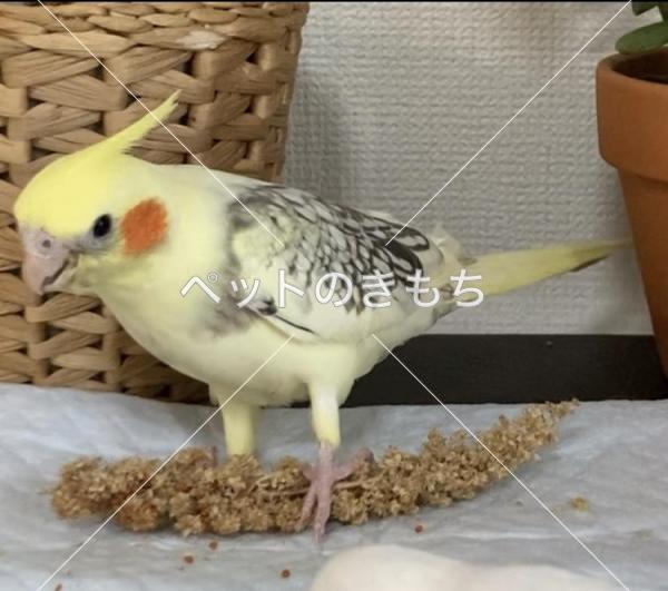 迷子鳥の画像