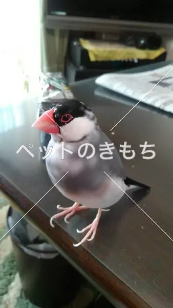 迷子鳥の画像