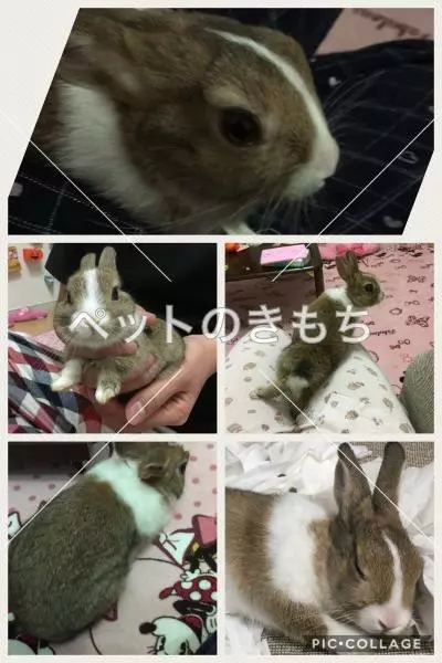 迷子ペットの画像