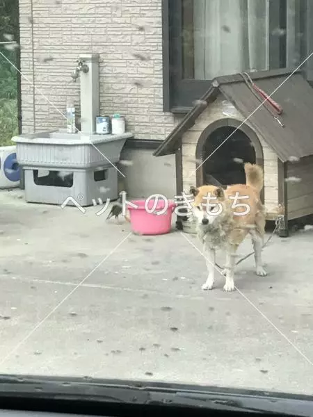 迷子犬の画像