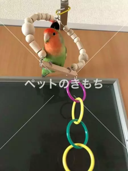 コメント投稿の画像