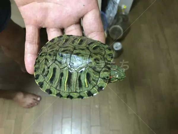 保護ペットの画像