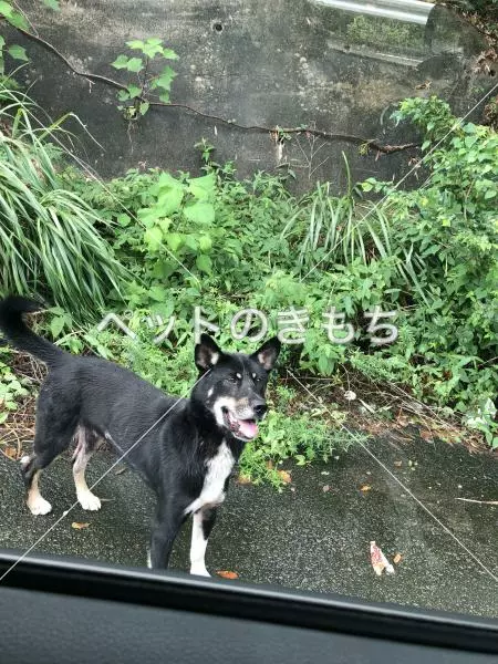 コメント投稿の画像