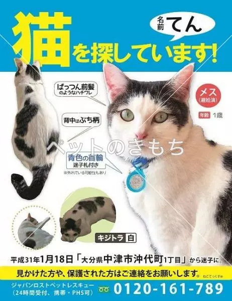 迷子猫の画像