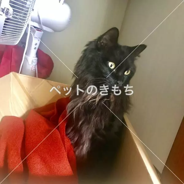 コメント投稿の画像