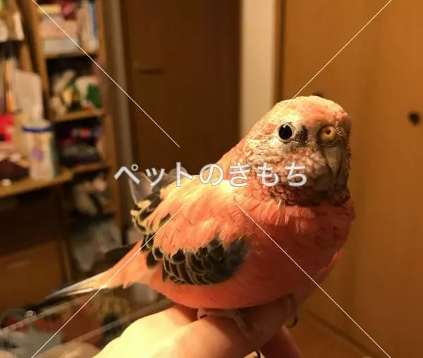 迷子鳥の画像