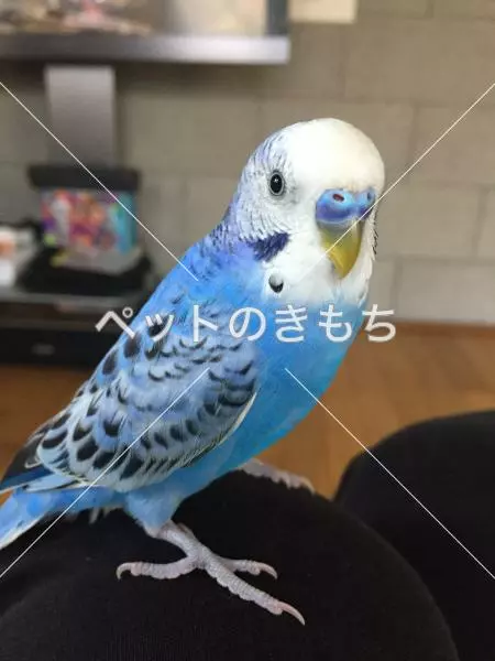 迷子鳥の画像