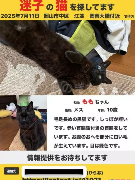 迷子猫の画像