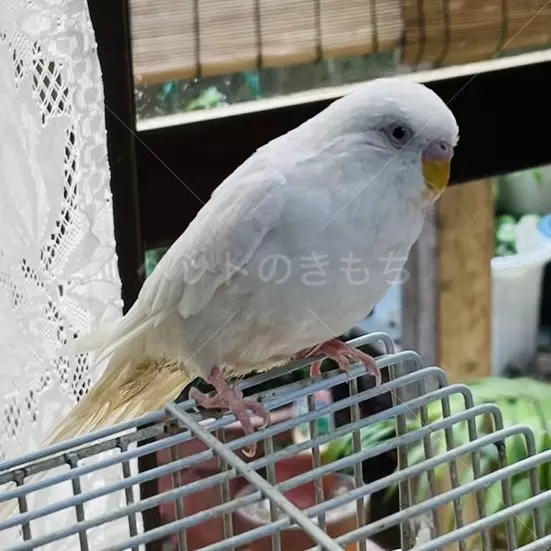 迷子鳥の画像