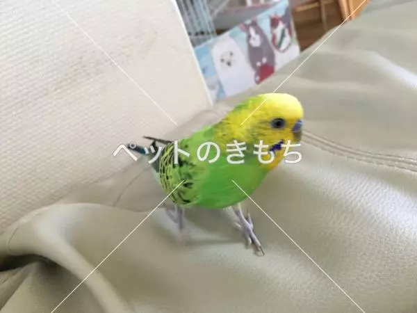迷子鳥の画像