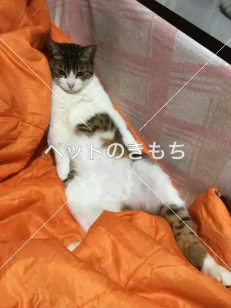 迷子猫の画像