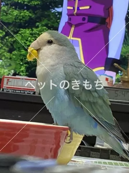 迷子鳥の画像