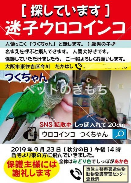 迷い鳥の写真