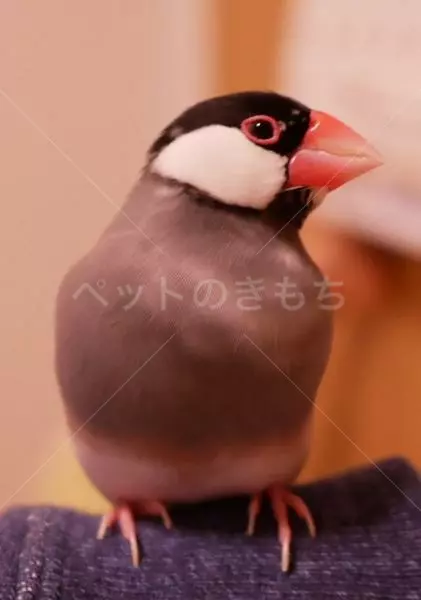 迷子鳥の画像