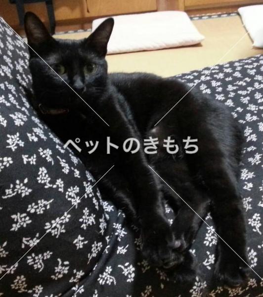 迷い猫の写真