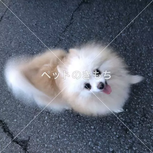 保護犬の画像