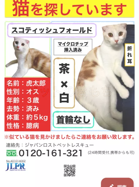 迷子猫の画像