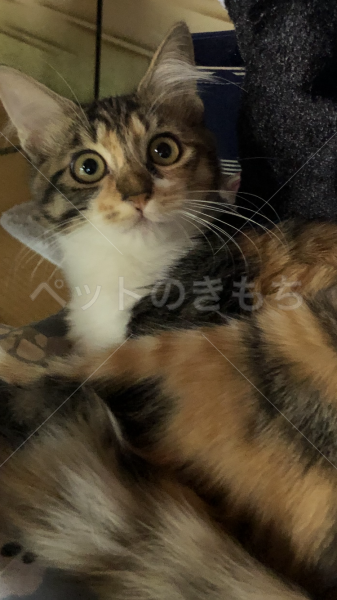 迷子猫の画像