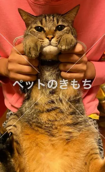 迷子猫の画像