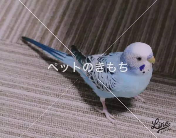 迷子鳥の画像