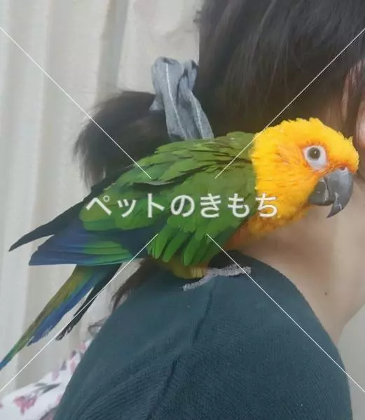 迷子鳥の画像