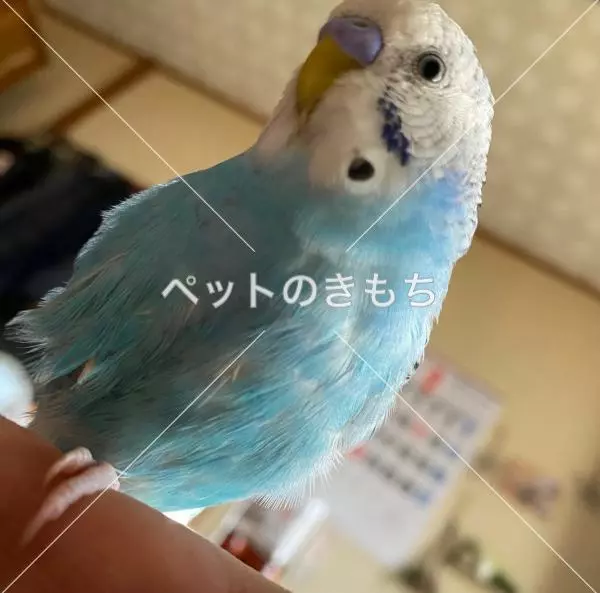 迷子鳥の画像