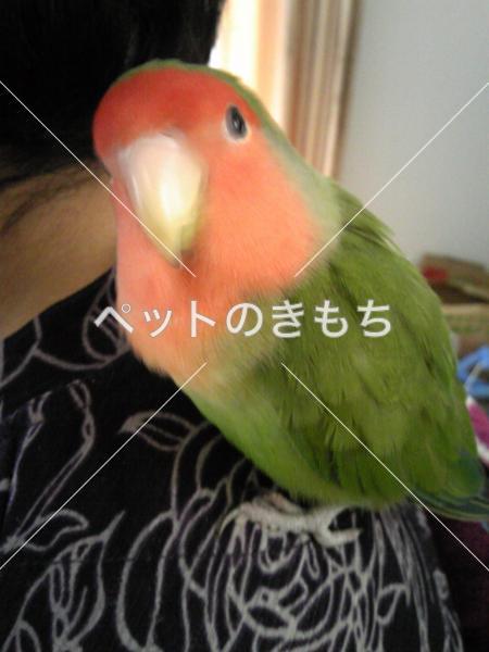 迷子鳥の画像