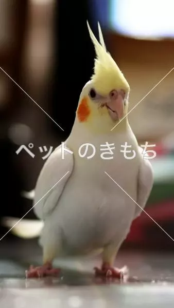 迷子鳥の画像