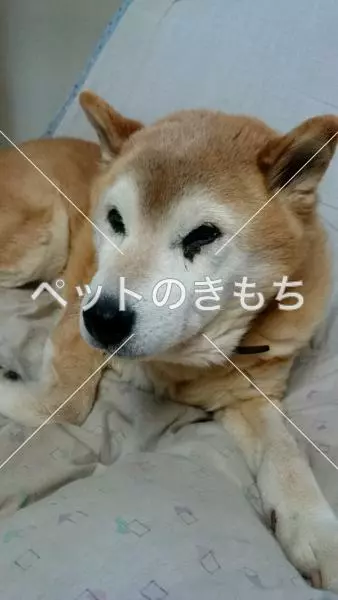 迷子犬の画像