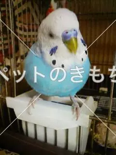 コメント投稿の画像