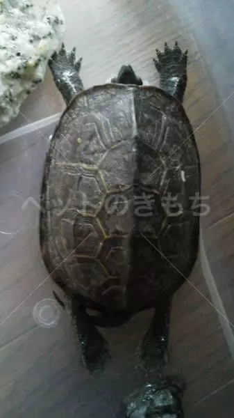 保護ペットの画像