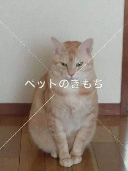 迷子猫の画像