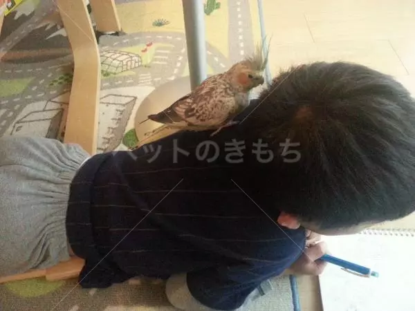 迷子鳥の画像
