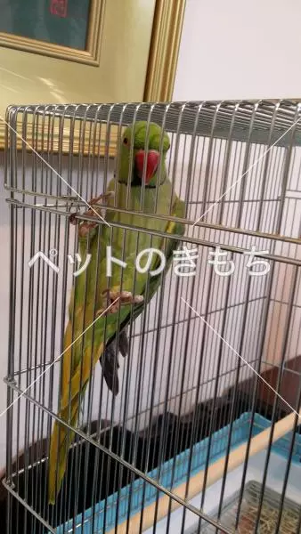迷子鳥の画像