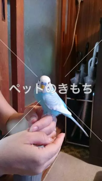 迷子鳥の画像