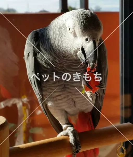 迷子鳥の画像