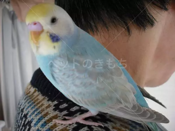 迷子鳥の画像