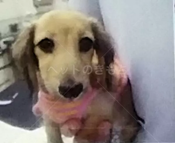 迷子犬の画像