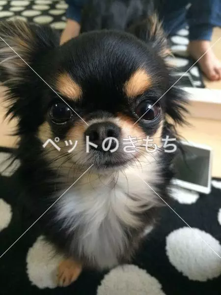 迷子犬の画像