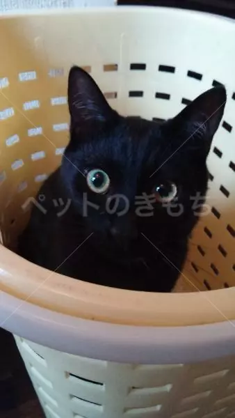 迷子猫の画像