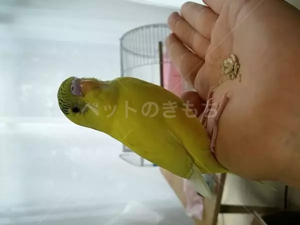保護鳥の画像