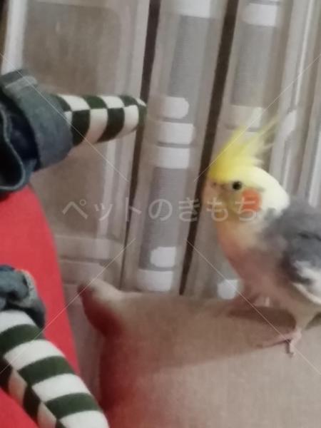 迷子鳥の画像