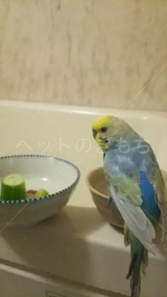 保護鳥の画像