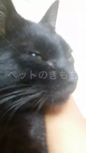迷子猫の画像