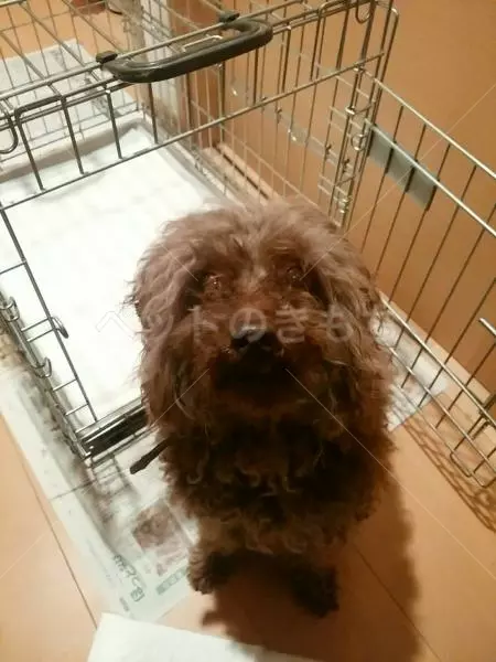 コメント投稿の画像