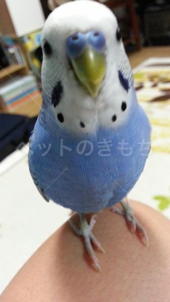 迷子鳥の画像