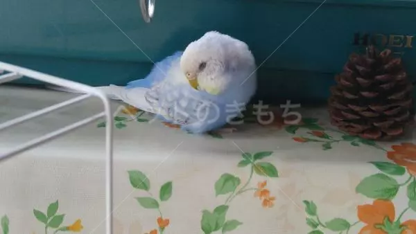 コメント投稿の画像